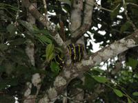 Sandakan_Tierentdeckung_IMG_0851 &ndash; &copy; Daniela Paulan (Eberhardt TRAVEL)