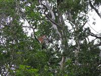 Sandakan_Tierentdeckung_IMG_0856 &ndash; &copy; Daniela Paulan (Eberhardt TRAVEL)