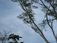 Sandakan_Motorbootfahrt_IMG_0878 &ndash; &copy; Daniela Paulan (Eberhardt TRAVEL)