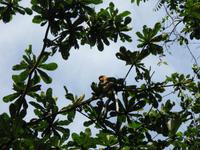 Sandakan_Motorbootfahrt_IMG_0883 &ndash; &copy; Daniela Paulan (Eberhardt TRAVEL)
