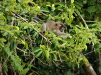 Borneo-Sukau: Auf Affensafari mit dem Boot &ndash; &copy; Daniela Paulan (Eberhardt TRAVEL)