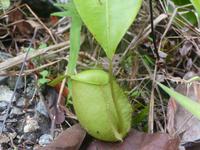 018 Kannenpflanze, Semenggoh, Kuching, Borneo, Malaysia &ndash; &copy; Maria Michel (Eberhardt TRAVEL)