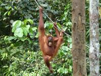 020 Orang Utan, Semenggoh, Kuching, Borneo, Malaysia &ndash; &copy; Maria Michel (Eberhardt TRAVEL)