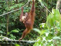 021 Orang Utan, Semenggoh, Kuching, Borneo, Malaysia &ndash; &copy; Maria Michel (Eberhardt TRAVEL)