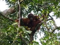 023 Orang Utan, Semenggoh, Kuching, Borneo, Malaysia &ndash; &copy; Maria Michel (Eberhardt TRAVEL)