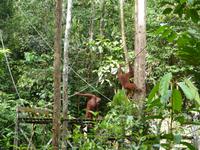 026 Orang Utan, Semenggoh, Kuching, Borneo, Malaysia &ndash; &copy; Maria Michel (Eberhardt TRAVEL)