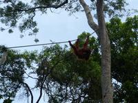 030 Orang Utan, Semenggoh, Kuching, Borneo, Malaysia &ndash; &copy; Maria Michel (Eberhardt TRAVEL)
