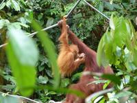 034 Orang Utan, Semenggoh, Kuching, Borneo, Malaysia &ndash; &copy; Maria Michel (Eberhardt TRAVEL)