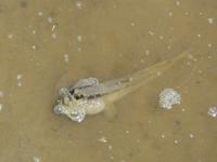 110 Schlammspringer, Bako Nationalpark, Borneo, Malaysia &ndash; &copy; Maria Michel (Eberhardt TRAVEL)