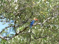 132 Eisvogel, Bootsfahrt, Bako Nationalpark, Borneo, Malaysia &ndash; &copy; Maria Michel (Eberhardt TRAVEL)