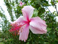 250 Hibiskus, Kinabalu Park, Sabah, Borneo, Malaysia &ndash; &copy; Maria Michel (Eberhardt TRAVEL)