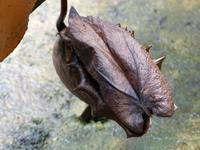 256 Kannenpflanze, Kinabalu Nationalpark, Sabah, Borneo, Malaysia &ndash; &copy; Maria Michel (Eberhardt TRAVEL)