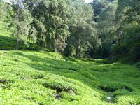 354 Teeplantage, Cameron Highlands, Malaysia &ndash; &copy; Maria Michel (Eberhardt TRAVEL)