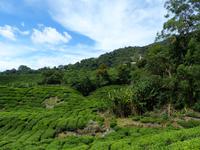 365 Teeplantage, Cameron Highlands, Malaysia &ndash; &copy; Maria Michel (Eberhardt TRAVEL)