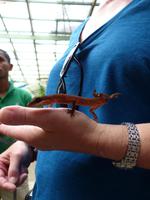 381, Salamander,  Schmetterlingsfarm, Cameron Highlands, Malaysia &ndash; &copy; Maria Michel (Eberhardt TRAVEL)