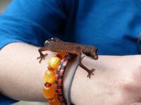 382, Salamander,  Schmetterlingsfarm, Cameron Highlands, Malaysia &ndash; &copy; Maria Michel (Eberhardt TRAVEL)