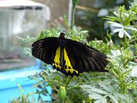 384 Heline,  Schmetterlingsfarm, Cameron Highlands, Malaysia &ndash; &copy; Maria Michel (Eberhardt TRAVEL)