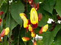 398 Frauenschuh, Schmetterlingsfarm, Cameron Highlands, Malaysia &ndash; &copy; Maria Michel (Eberhardt TRAVEL)