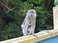 463 Batu Cave, Kuala Lumpur, Malaysia &ndash; &copy; Maria Michel (Eberhardt TRAVEL)