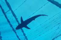 Aquarium Sentosa &ndash; &copy; Eva Sieglow (Eberhardt TRAVEL)
