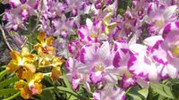 Orchideengarten Singapur &ndash; &copy; Eva Sieglow (Eberhardt TRAVEL)