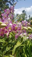 Orchideengarten &ndash; &copy; Eva Sieglow (Eberhardt TRAVEL)