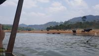 Wasserbüffel auf dem Weg in den Taman Negara &ndash; &copy; Eva Sieglow (Eberhardt TRAVEL)