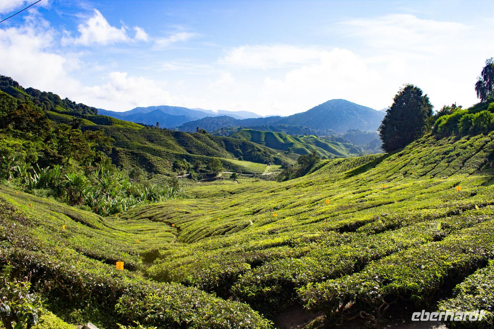 BOH Teeplantage &ndash; &copy; Vivien Fiedler (Eberhardt TRAVEL)