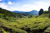 BOH Teeplantage &ndash; &copy; Vivien Fiedler (Eberhardt TRAVEL)