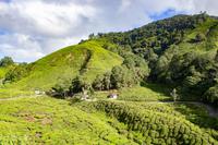 BOH Teeplantage &ndash; &copy; Vivien Fiedler (Eberhardt TRAVEL)