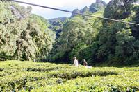 BOH Teeplantage &ndash; &copy; Vivien Fiedler (Eberhardt TRAVEL)