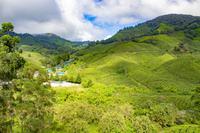 BOH Teeplantage &ndash; &copy; Vivien Fiedler (Eberhardt TRAVEL)