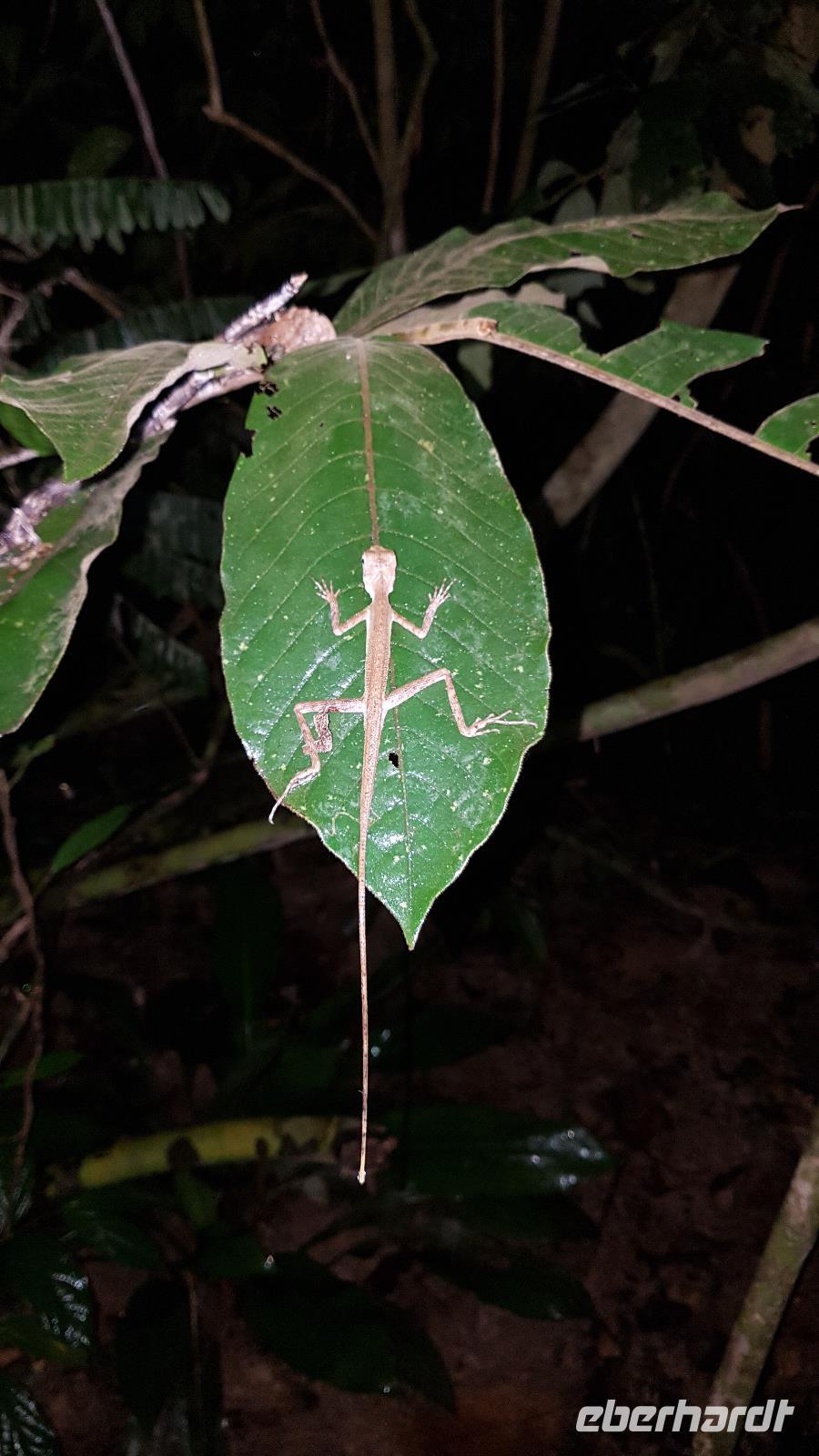 Malaysia, Mutiara Taman Negara Resort, Lizzard &ndash; &copy; Ria Heilmann (Eberhardt TRAVEL)