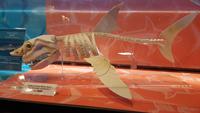 Singapur, Sentosa, Aquarium &ndash; &copy; Ria Heilmann (Eberhardt TRAVEL)