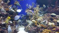 Singapur, Sentosa, Aquarium &ndash; &copy; Ria Heilmann (Eberhardt TRAVEL)