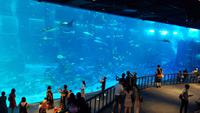 Singapur, Sentosa, Aquarium &ndash; &copy; Ria Heilmann (Eberhardt TRAVEL)