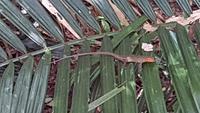 Malaysia, Taman Negara NP &ndash; &copy; Ria Heilmann (Eberhardt TRAVEL)