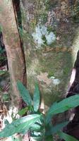 Malaysia, Taman Negara NP, Suchbild Spinne - giftig ! &ndash; &copy; Ria Heilmann (Eberhardt TRAVEL)
