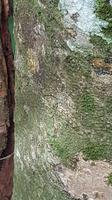 Malaysia, Taman Negara NP, Suchbild Spinne - giftig ! &ndash; &copy; Ria Heilmann (Eberhardt TRAVEL)