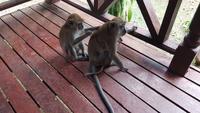 Malaysia, Mutiara Taman Negara Resort, freundliche Besucher &ndash; &copy; Ria Heilmann (Eberhardt TRAVEL)