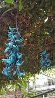Malaysia, Cameron Highlands, Jadeorchideen in der Schmetterlingsfarm &ndash; &copy; Ria Heilmann (Eberhardt TRAVEL)