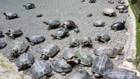 Malaysia, Ipoh, Schildkröten im chinesischen Tempel &ndash; &copy; Ria Heilmann (Eberhardt TRAVEL)