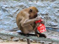Rundreise Singapur & Malaysia, Batu Caves &ndash; &copy; Martina Häselbarth (Eberhardt TRAVEL)