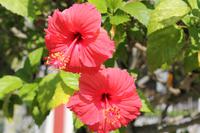 Nationalblume - Hibiskus &ndash; &copy; Elisa Müller (Eberhardt TRAVEL)