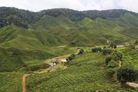 Teeplantage Cameron Highlands &ndash; &copy; Elisa Müller (Eberhardt TRAVEL)