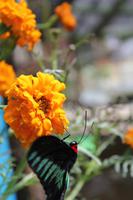 Nationalschmetterling &ndash; &copy; Elisa Müller (Eberhardt TRAVEL)