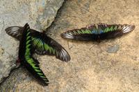 Nationalschmetterling &ndash; &copy; Elisa Müller (Eberhardt TRAVEL)