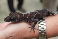 Salamander &ndash; &copy; Elisa Müller (Eberhardt TRAVEL)