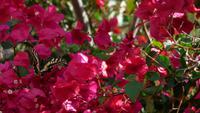 043_Wanderung-Dingliklippen