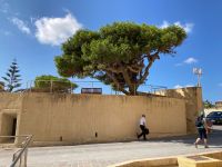 Aleppo-Kiefer &ndash; &copy; Roswitha Zytowski (Eberhardt TRAVEL)